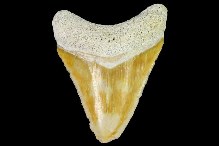 Serrated, Fossil Megalodon Tooth - Florida #108406